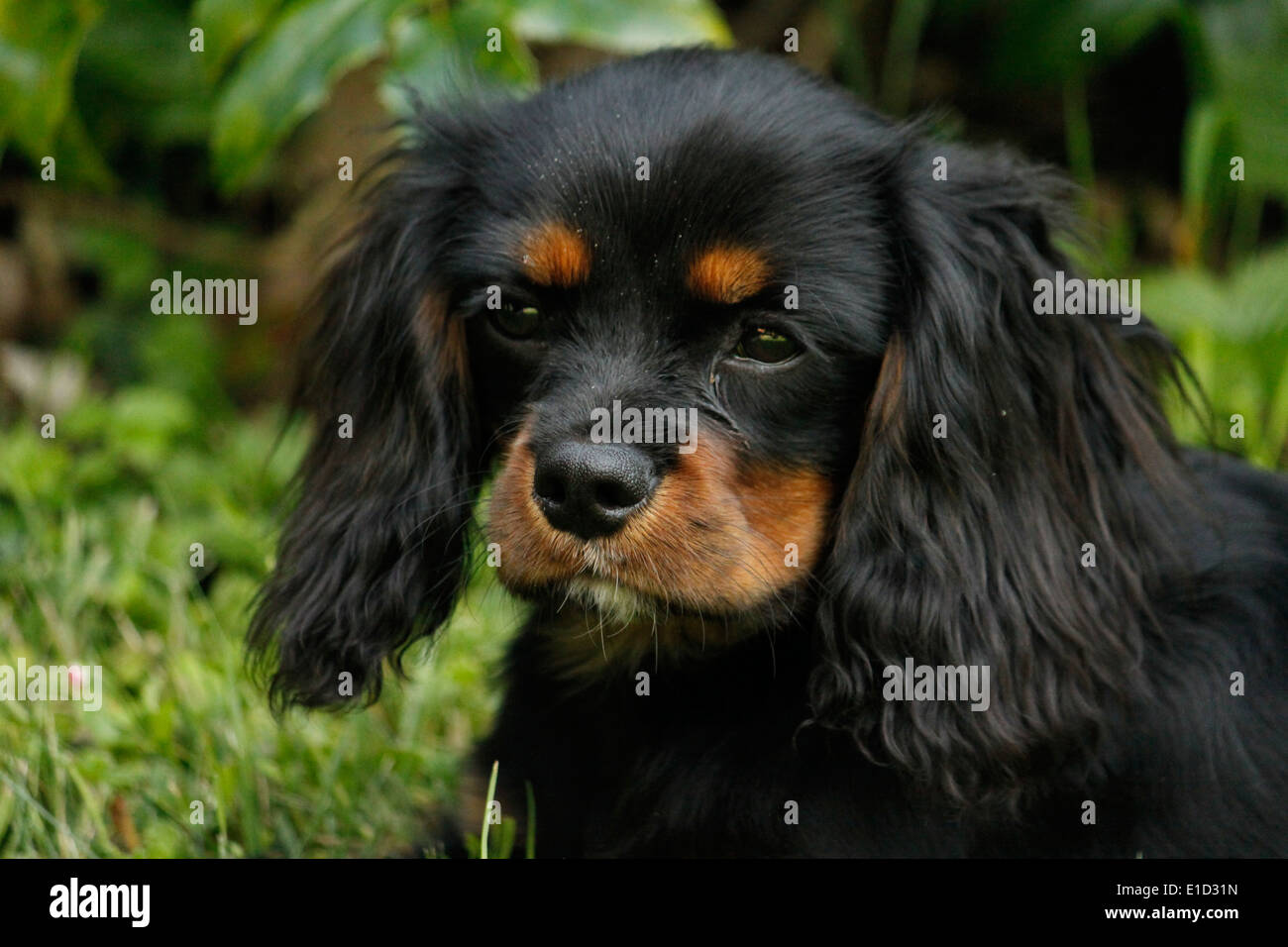 Cavalier King Charles Spaniel French High Resolution Stock Photography And Images Alamy