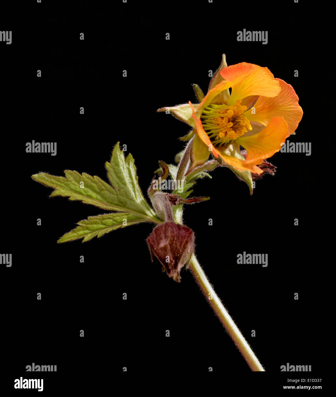 Single flower heads hi-res stock photography and images - Alamy