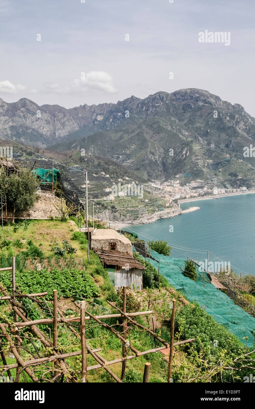 Lemon groves in Ravello overlooking Amalfi coast, Italy Stock Photo