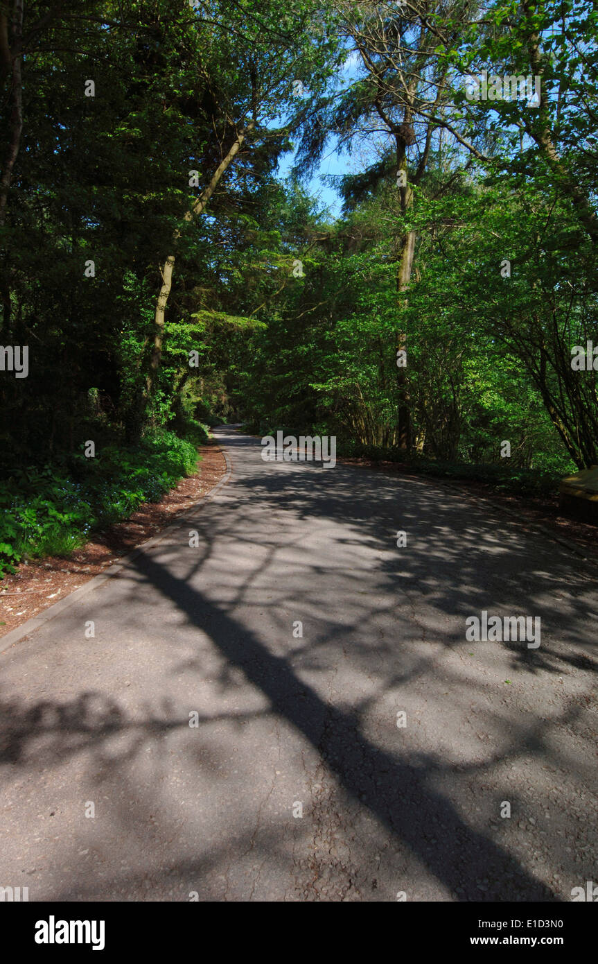 A Road Runing Through Woodland. Stock Photo