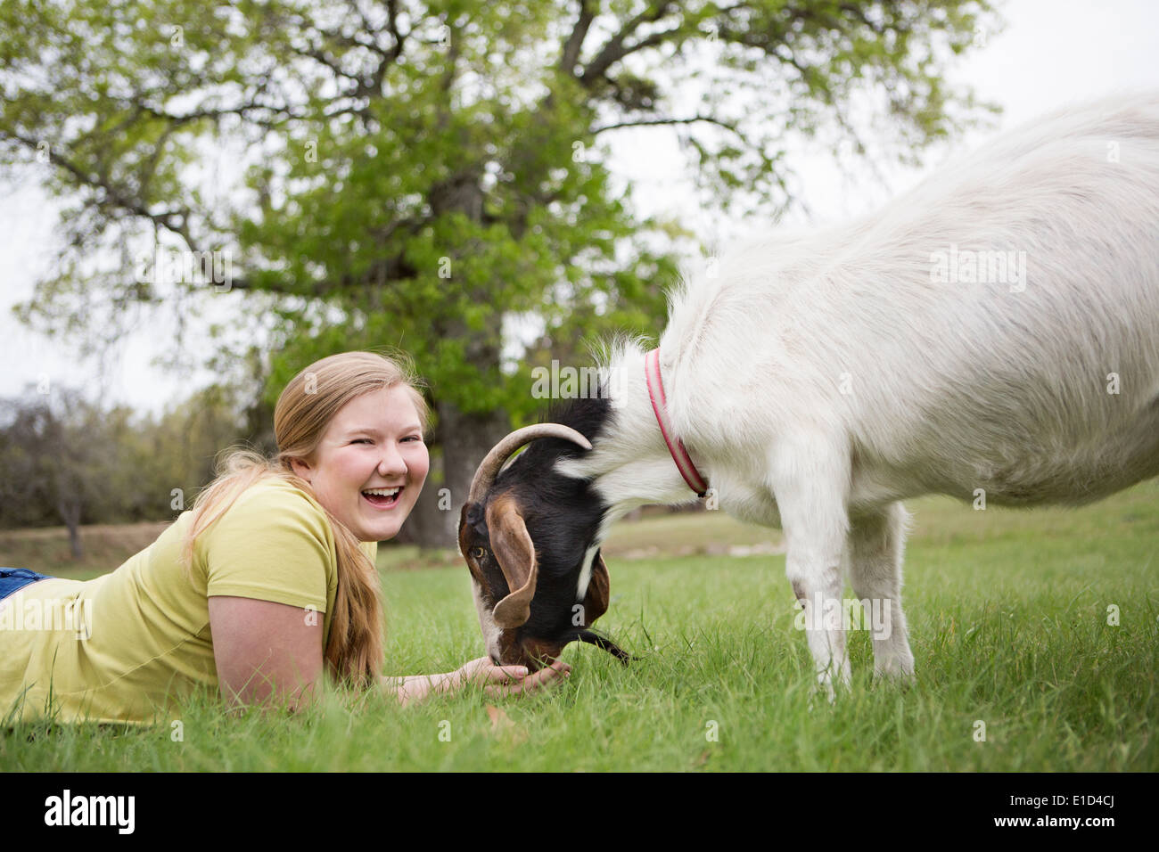 A girl lying on grass head to head with a goat. Stock Photo