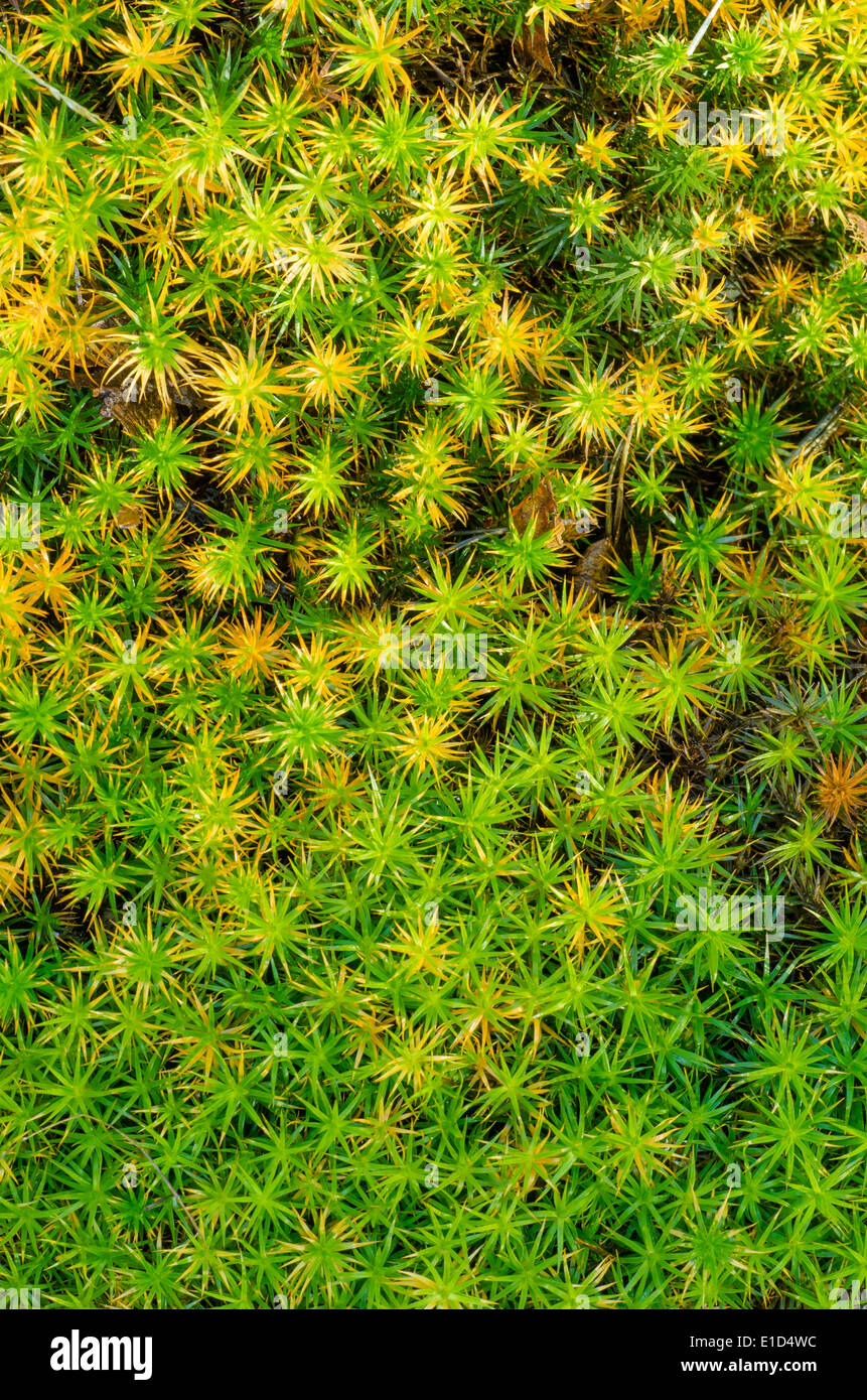 close up to green and yellow moss Stock Photo