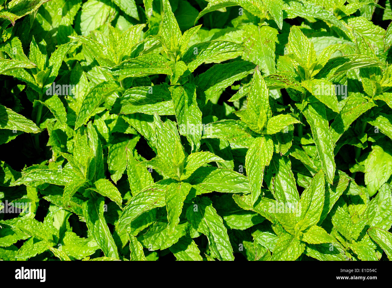 Garden mint leaves background. Stock Photo