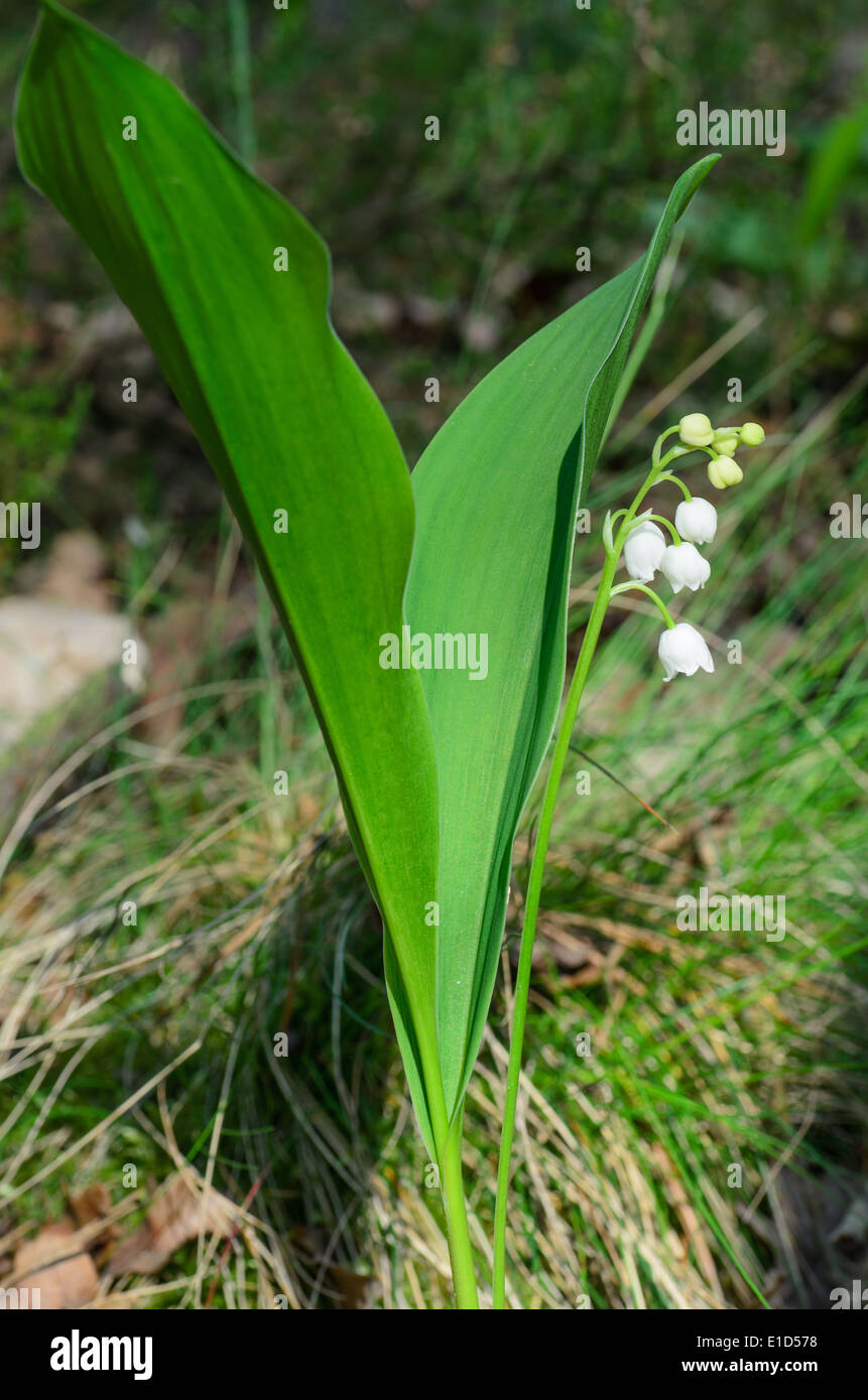 close up to lily of the