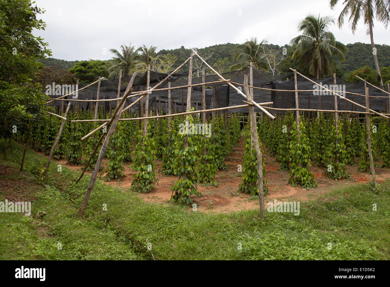 Pepper Farm on Phu Quoc Island in Vietnam Stock Photo Alamy