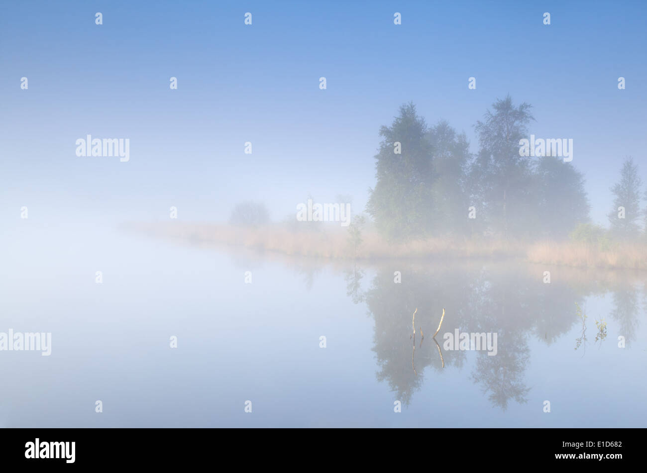 tree island on lake in morning fog Stock Photo