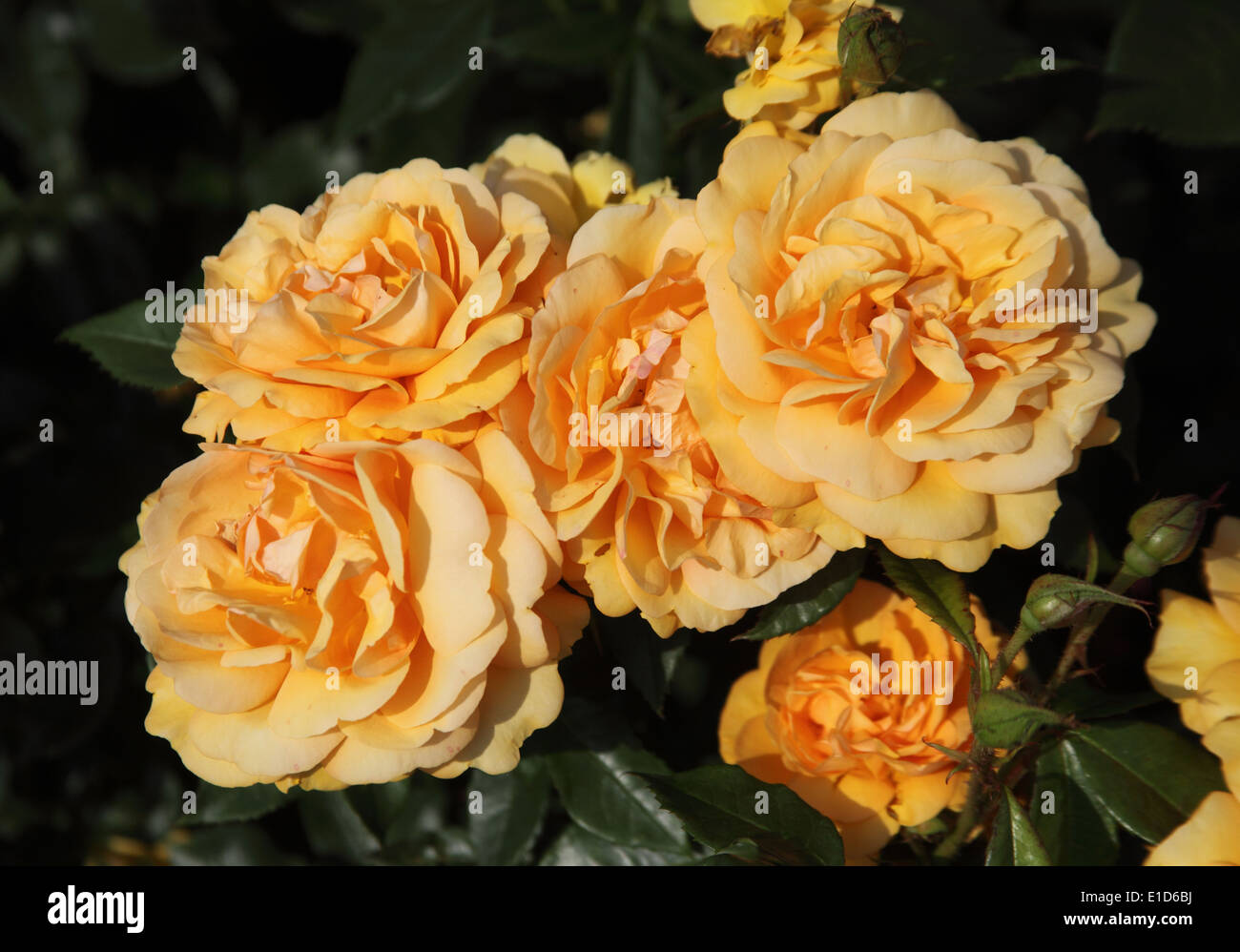 Golden roses hi-res stock photography and images - Alamy