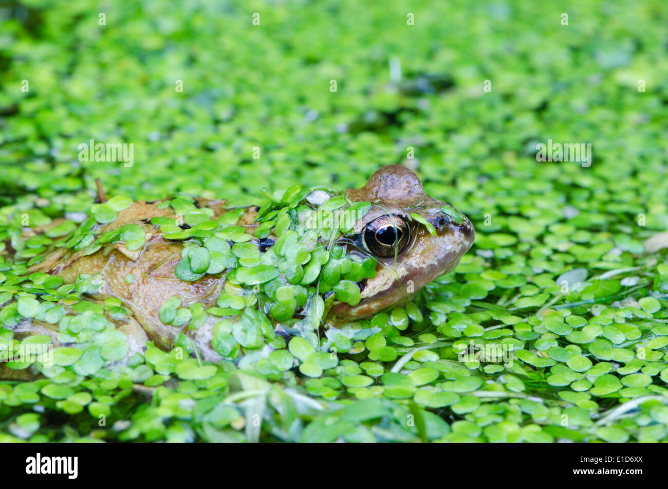 Common Frog (Rana temporaria) in pond covered with Duckweed ((Lemna minuta). Sussex, UK Stock Photo