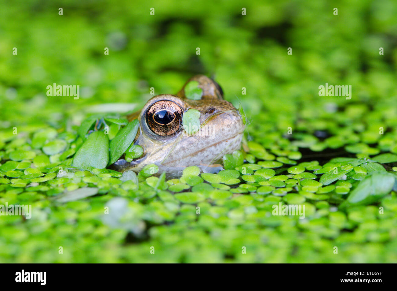 Common Frog (Rana temporaria) in pond covered with Duckweed ((Lemna minuta). Sussex, UK Stock Photo