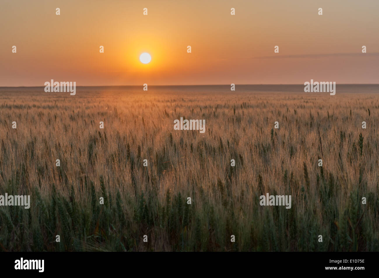 Wheat field on the Great Plains Stock Photo
