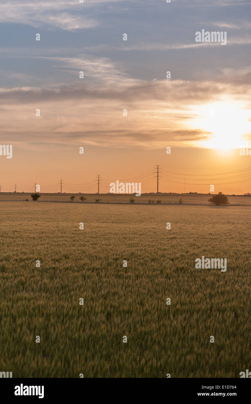 Prairie Sunrise with wheat field in the foreground and power transmission lines on the horizon line Stock Photo