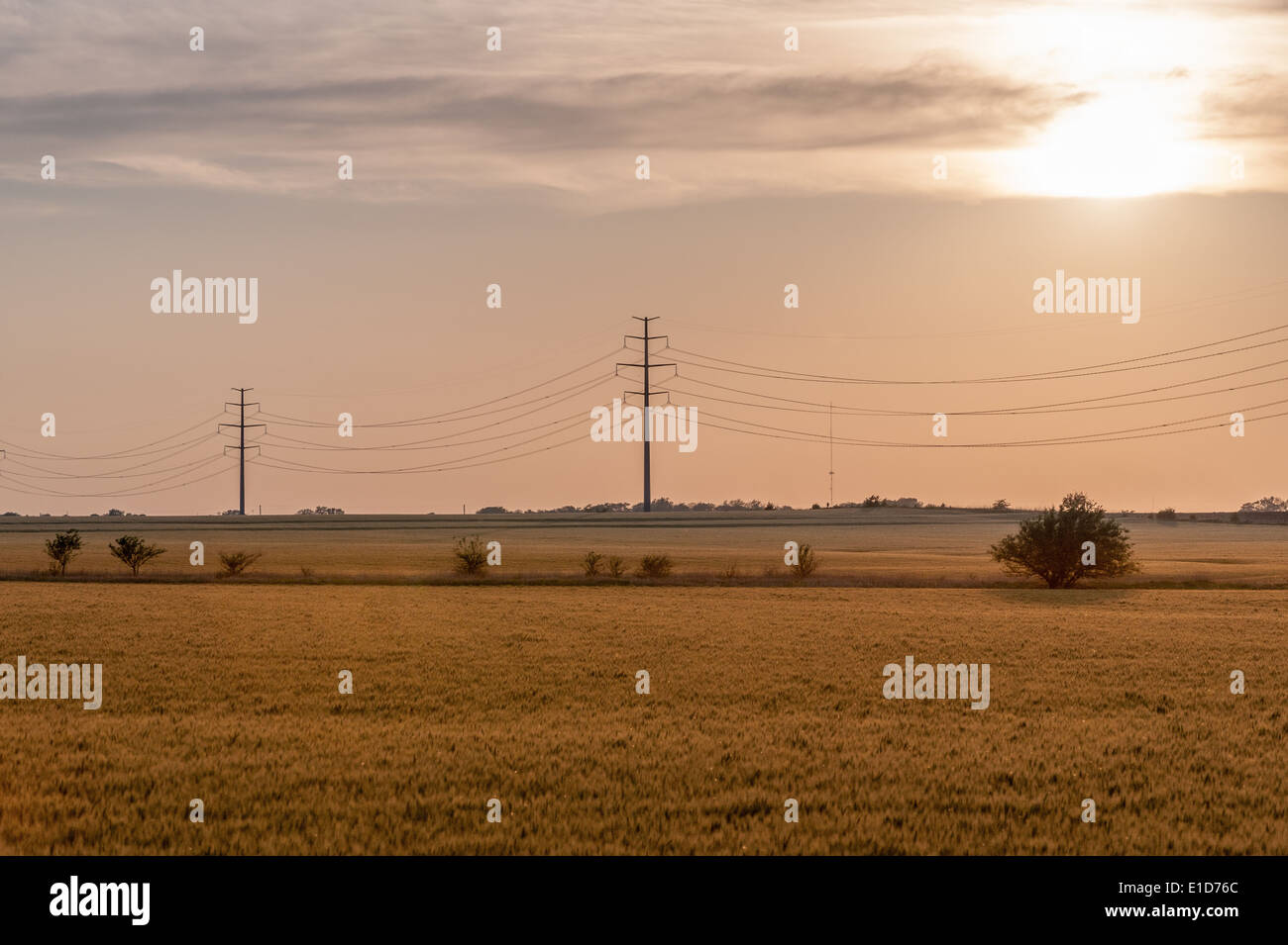 Prairie Sunrise with wheat field in the foreground and power transmission lines on the horizon line Stock Photo