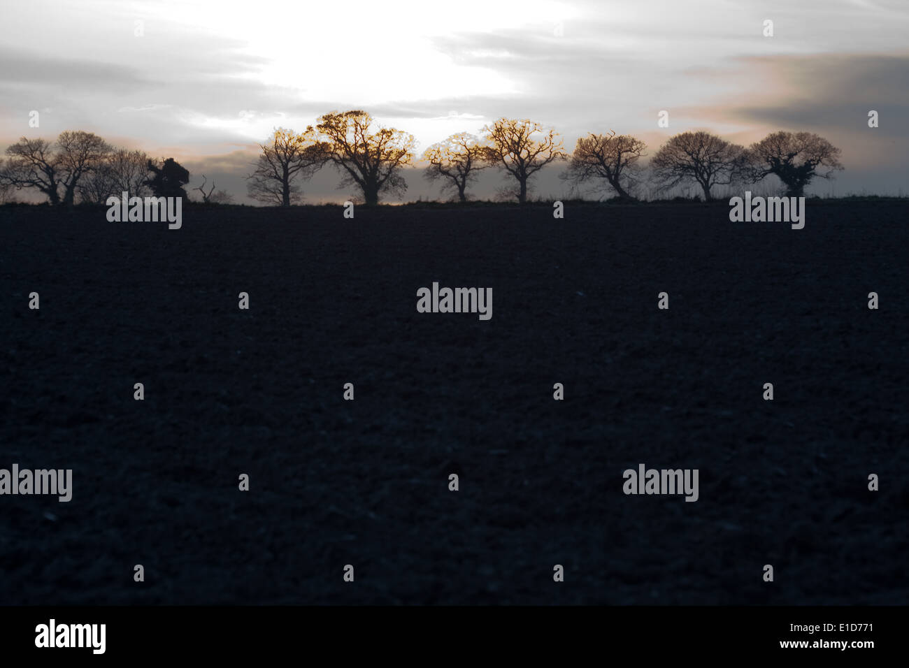 Tree Line Silhouettes. Ingham. Norfolk. UK. Evening light. Winter. Stock Photo
