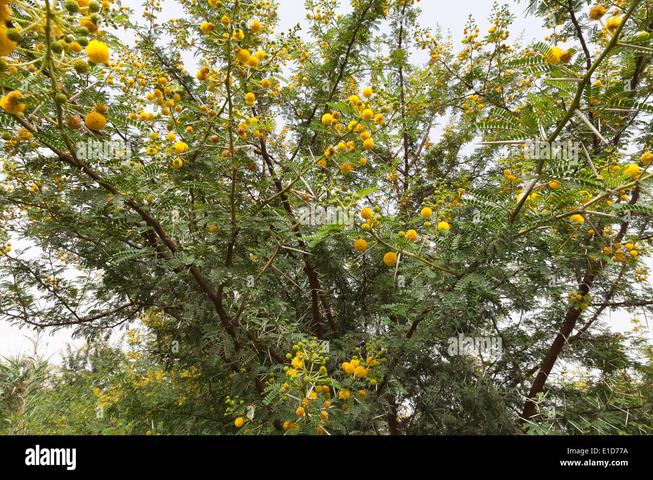 Detail of a Vachellia farnesiana bush with yellow flowers and spines Stock Photo