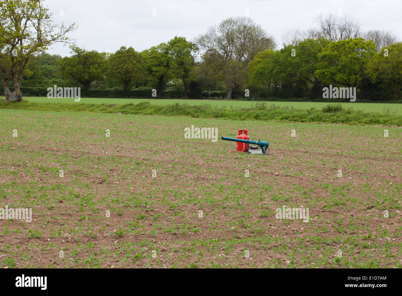 Bird Scarer. Gas Gun; Battery time clock operated device used to reduce depredations by pest species of birds on crops. Stock Photo