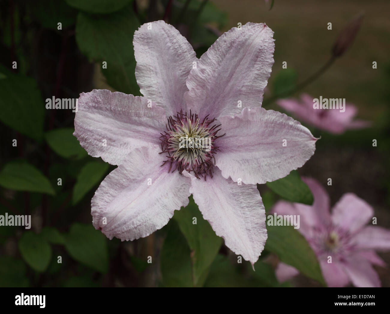 Clematis 'Hagley Hybrid' close up of flower Stock Photo