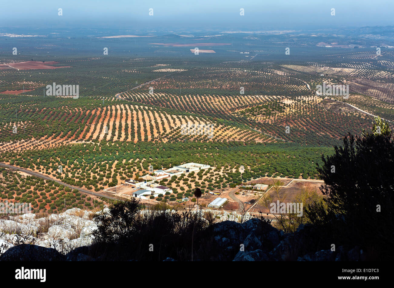 Landscape of olives groves, The Tourist Route of the Bandits, Alameda, Malaga province, Region of Andalusia, Spain, Europe Stock Photo
