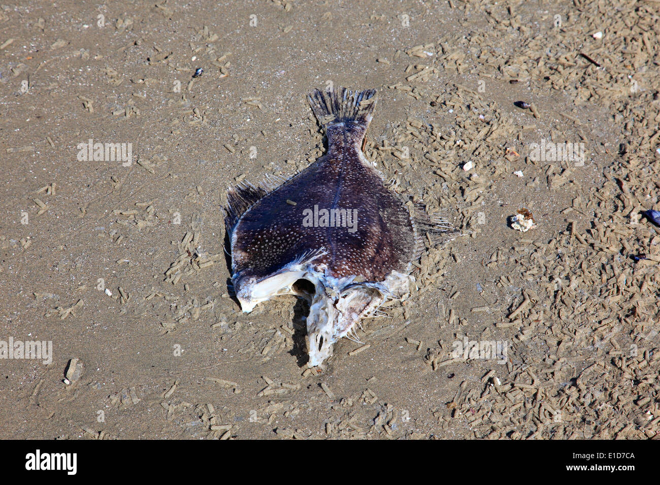 Small halibut washed up on long beach. Head has been eaten by predators Stock Photo