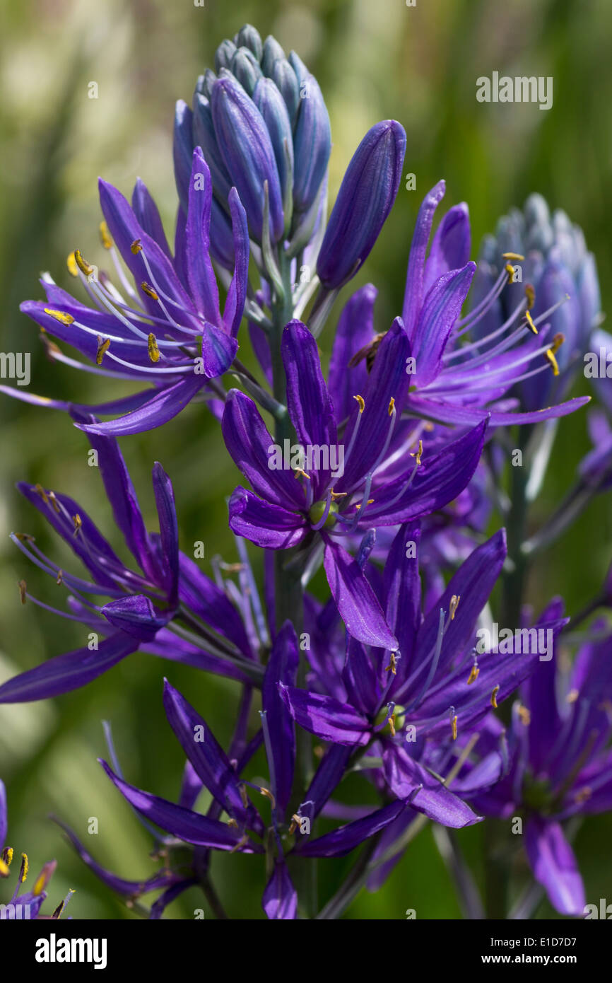 Esculenta Spring Hi res Stock Photography And Images Alamy