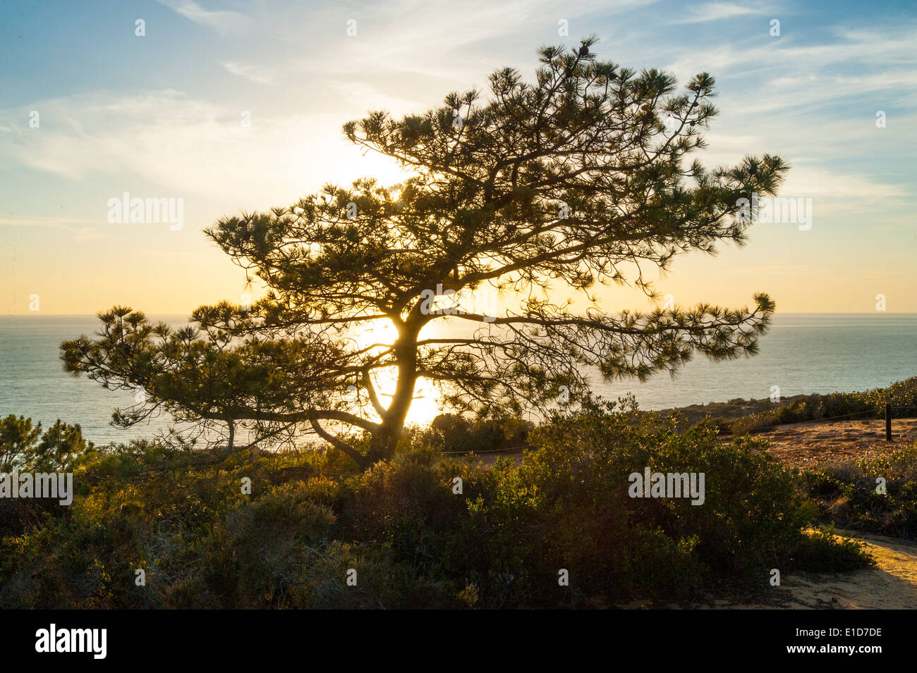 Torry Pines State Park at sunset, La Jolla, California Stock Photo
