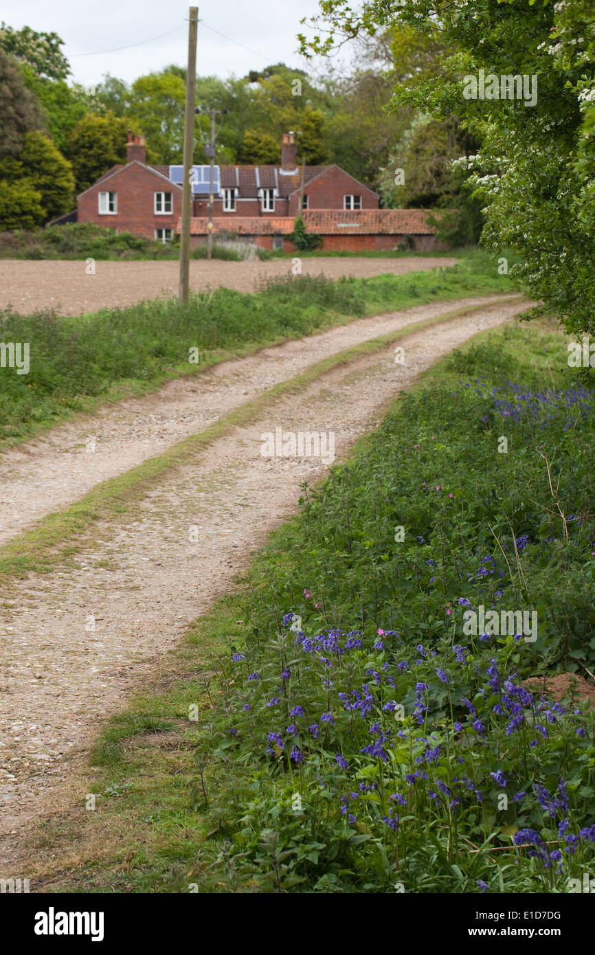 Cross Country Trackside, with verge and hedgerow wild flowers. Spring. May. Norfolk. Stock Photo