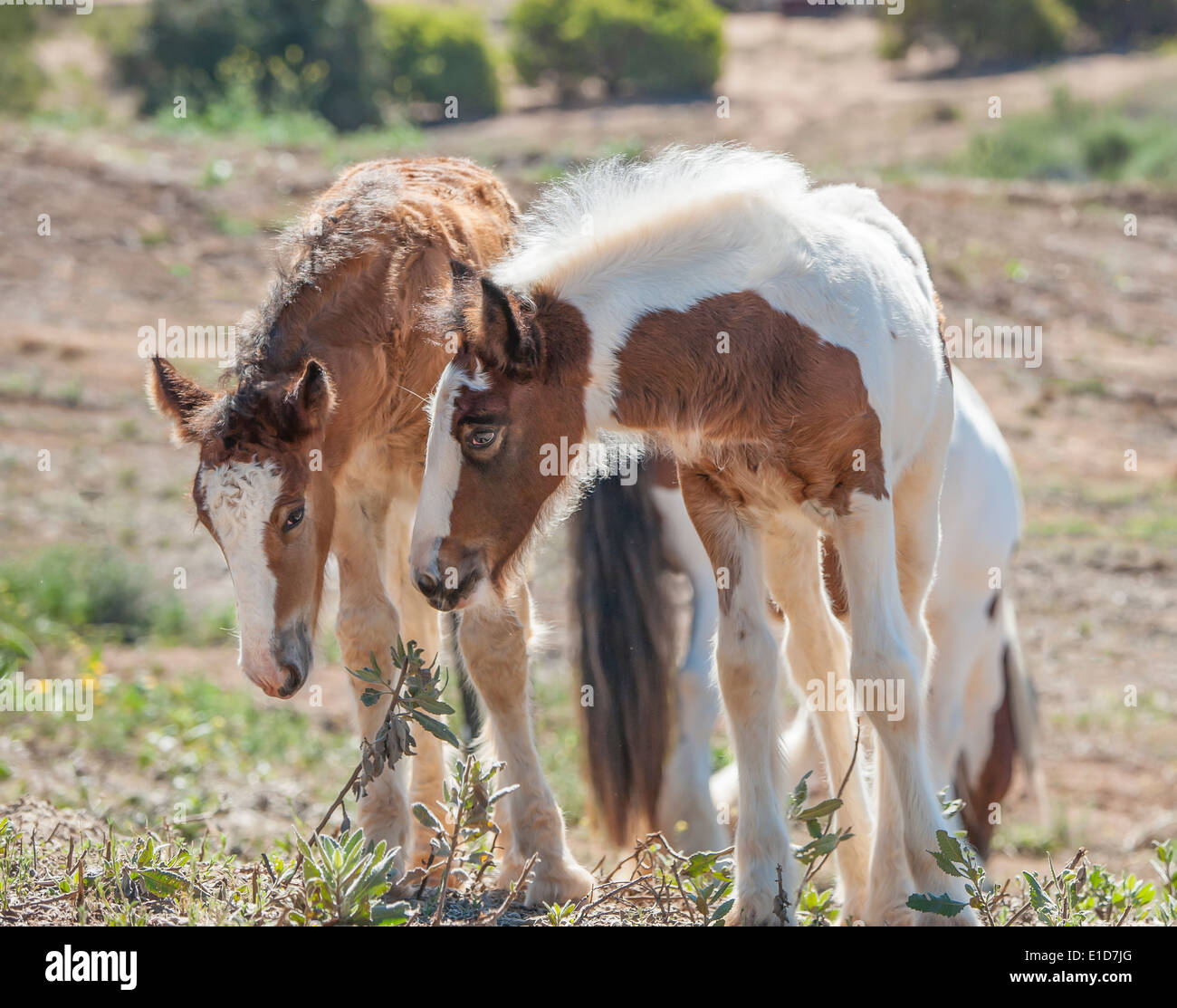 Pair of Gypsy Vanner Horse foals Stock Photo