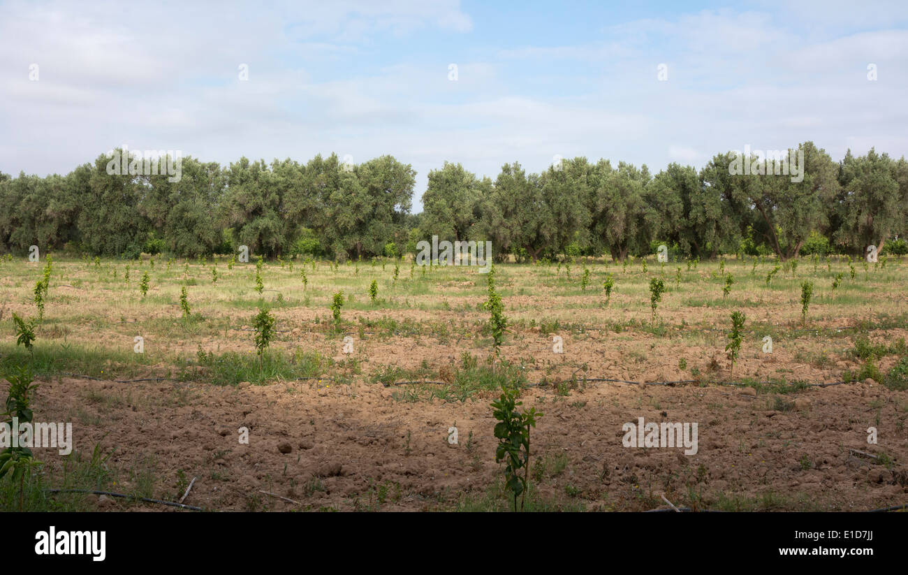 Recently planted orange trees in rows in a field with mature orange treed in the background Stock Photo