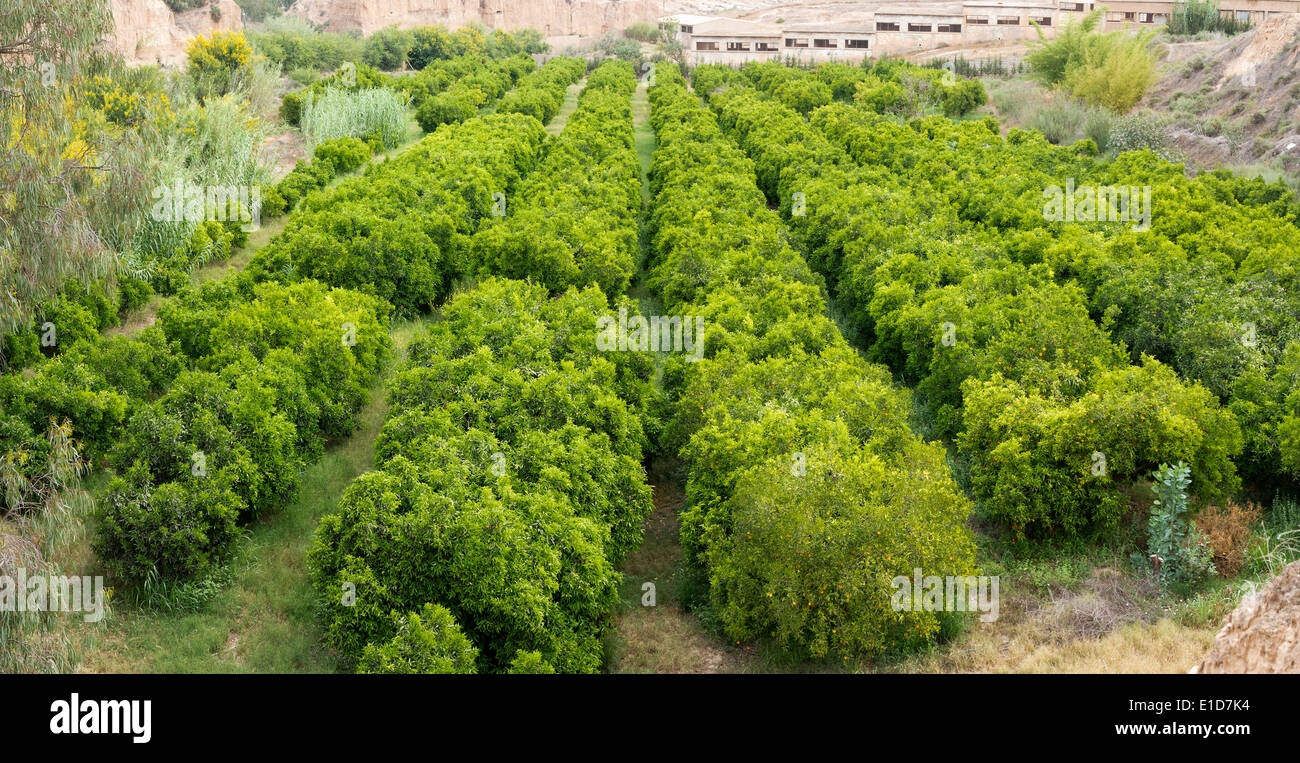 Orange trees in a plantation in rows all without fruit Stock Photo - Alamy