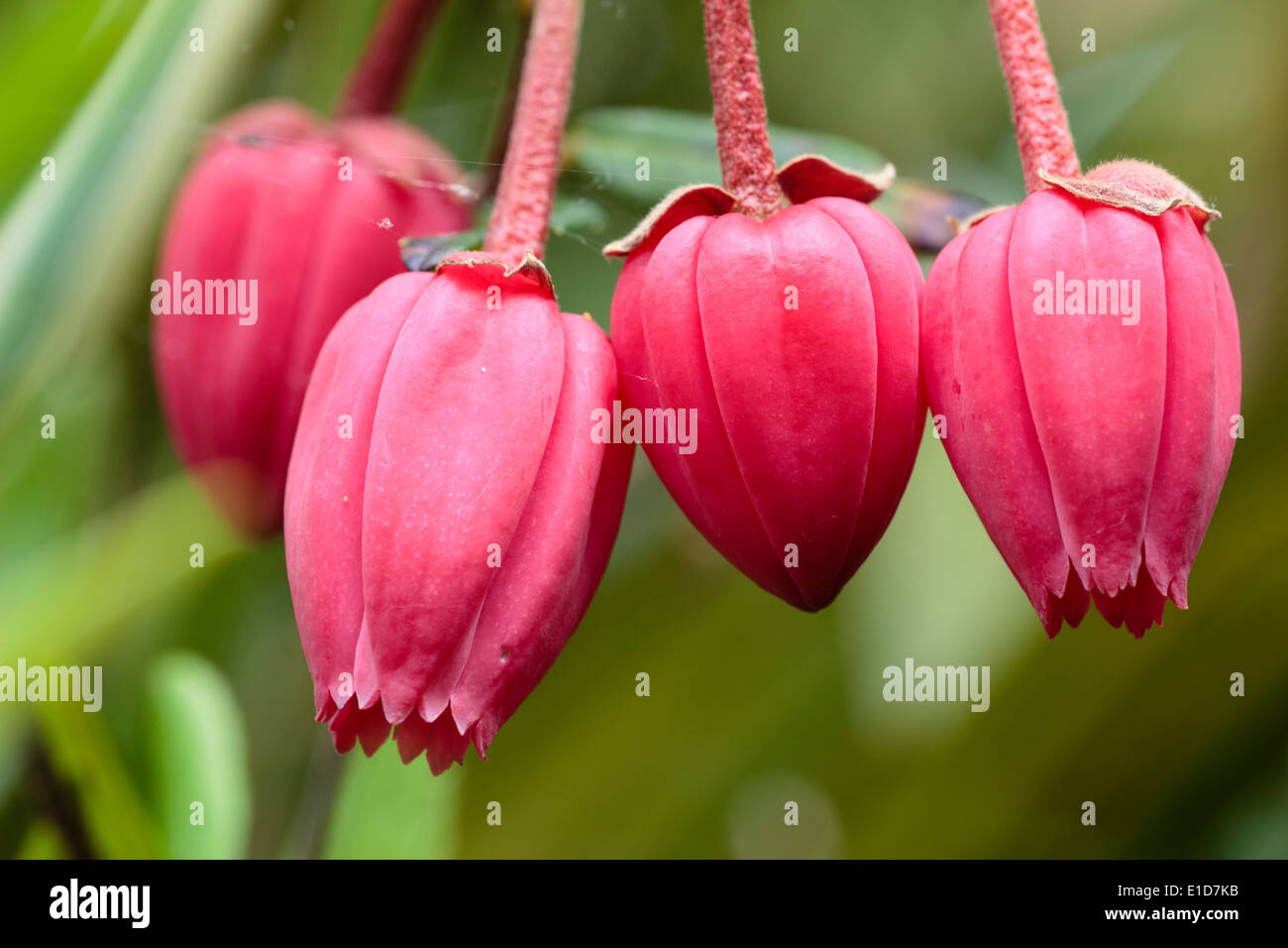 Flowers of the Chilean lantern tree, Crinodendron hookerianum Stock Photo