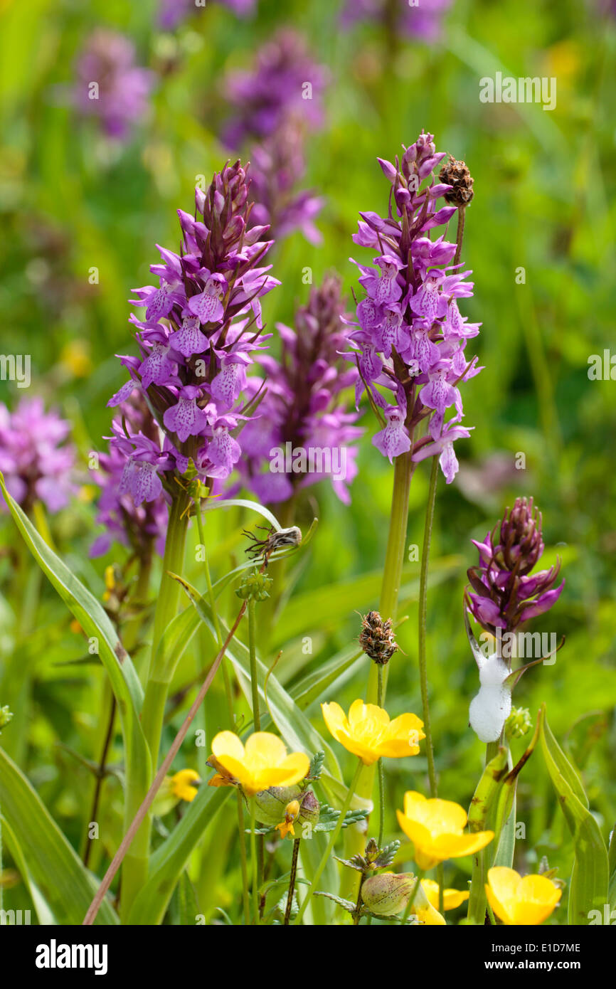 Southern Marsh Orchid, Dactylorhiza praetermissa, in grassland in Plymouth Stock Photo