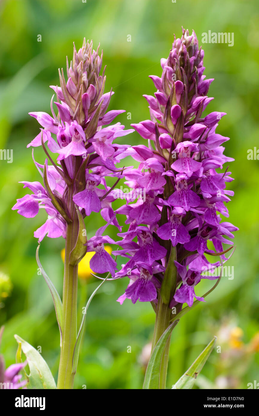 Southern Marsh Orchid, Dactylorhiza praetermissa, in grassland in Plymouth Stock Photo