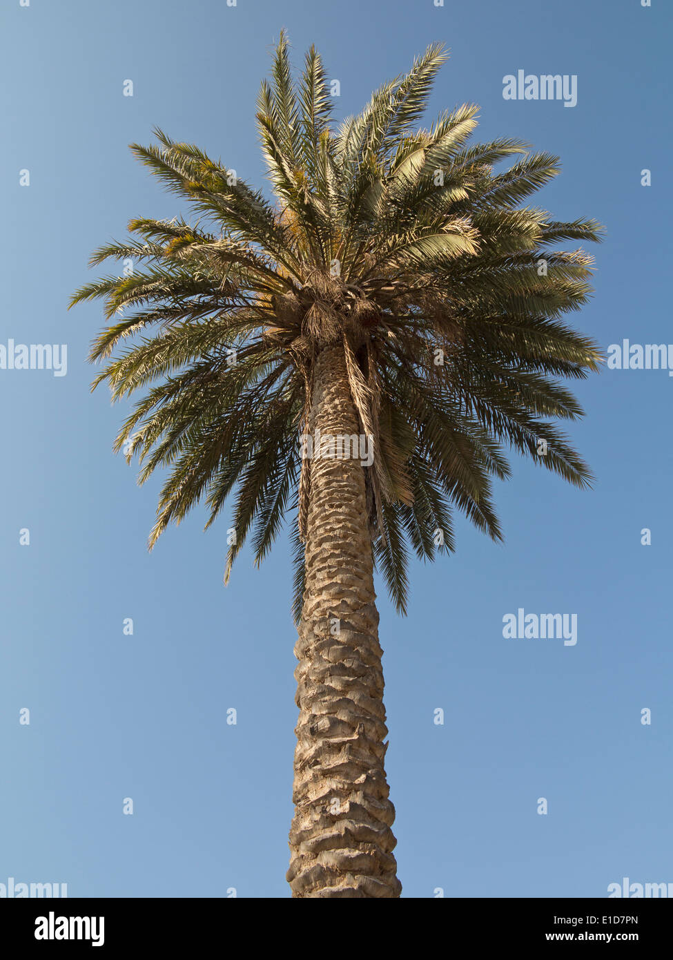 Single date palm against a blue sky. No fruit Stock Photo