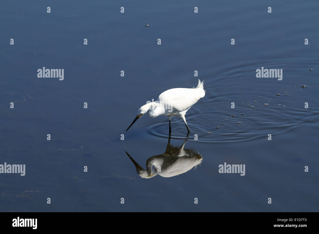 Snowy Egret feeding in the shallows Stock Photo