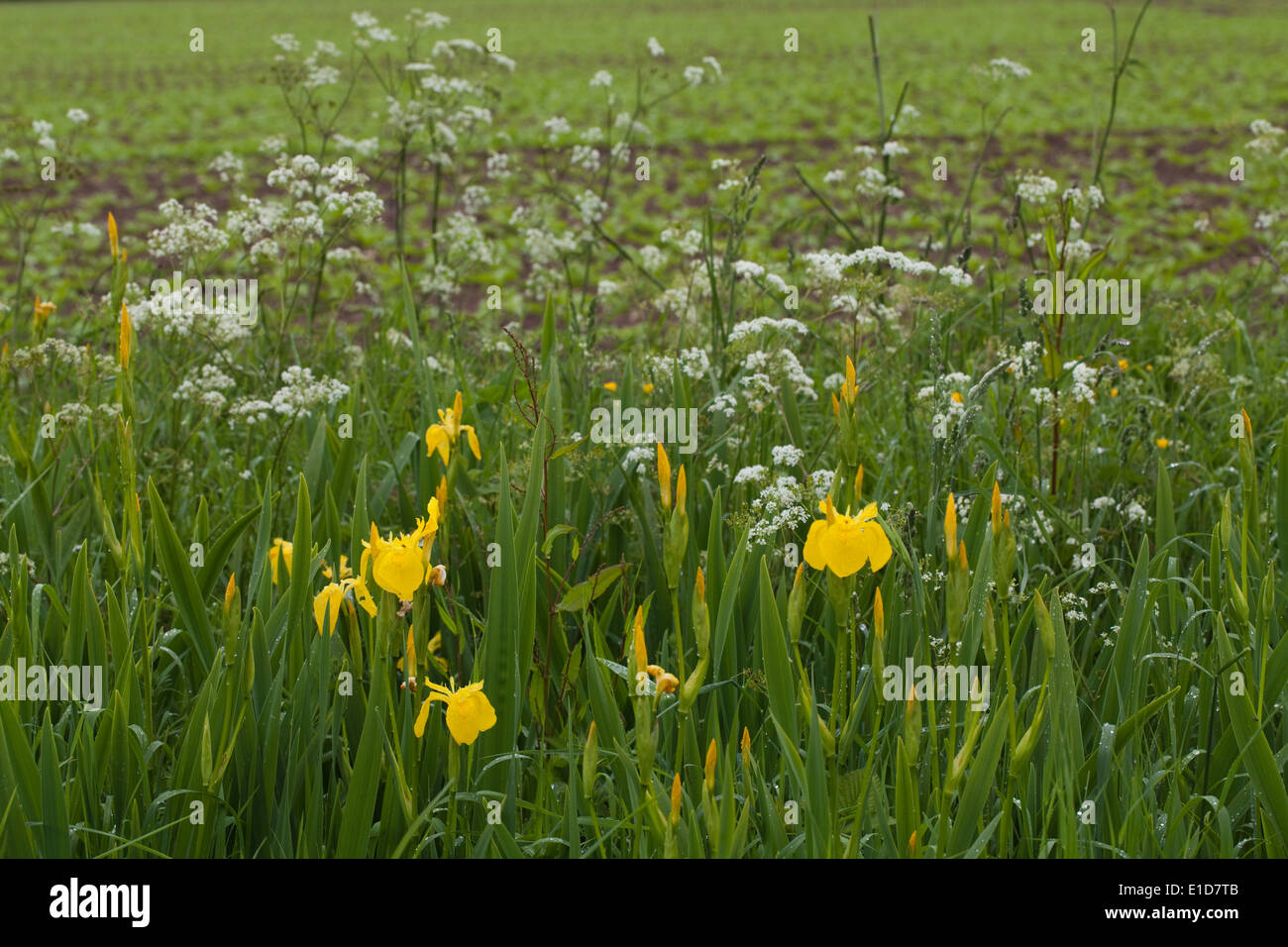 Yellow Iris or Yellow Flag (Iris pseudacornis), and Cow Parsley (Anthriscus sylvestris) Growing in a roadside ditch. May. Spring Stock Photo