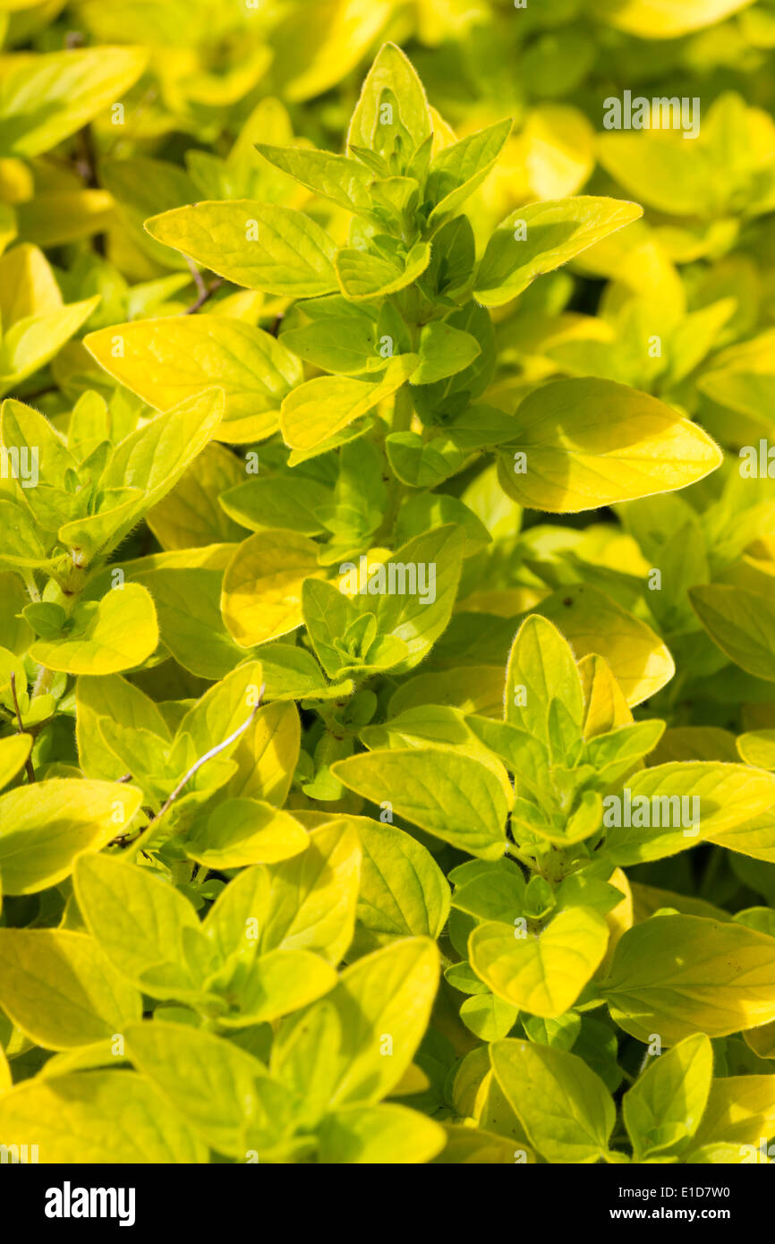 Golden foliage of Origanum vulgare 'Aureum', golden marjoram Stock Photo