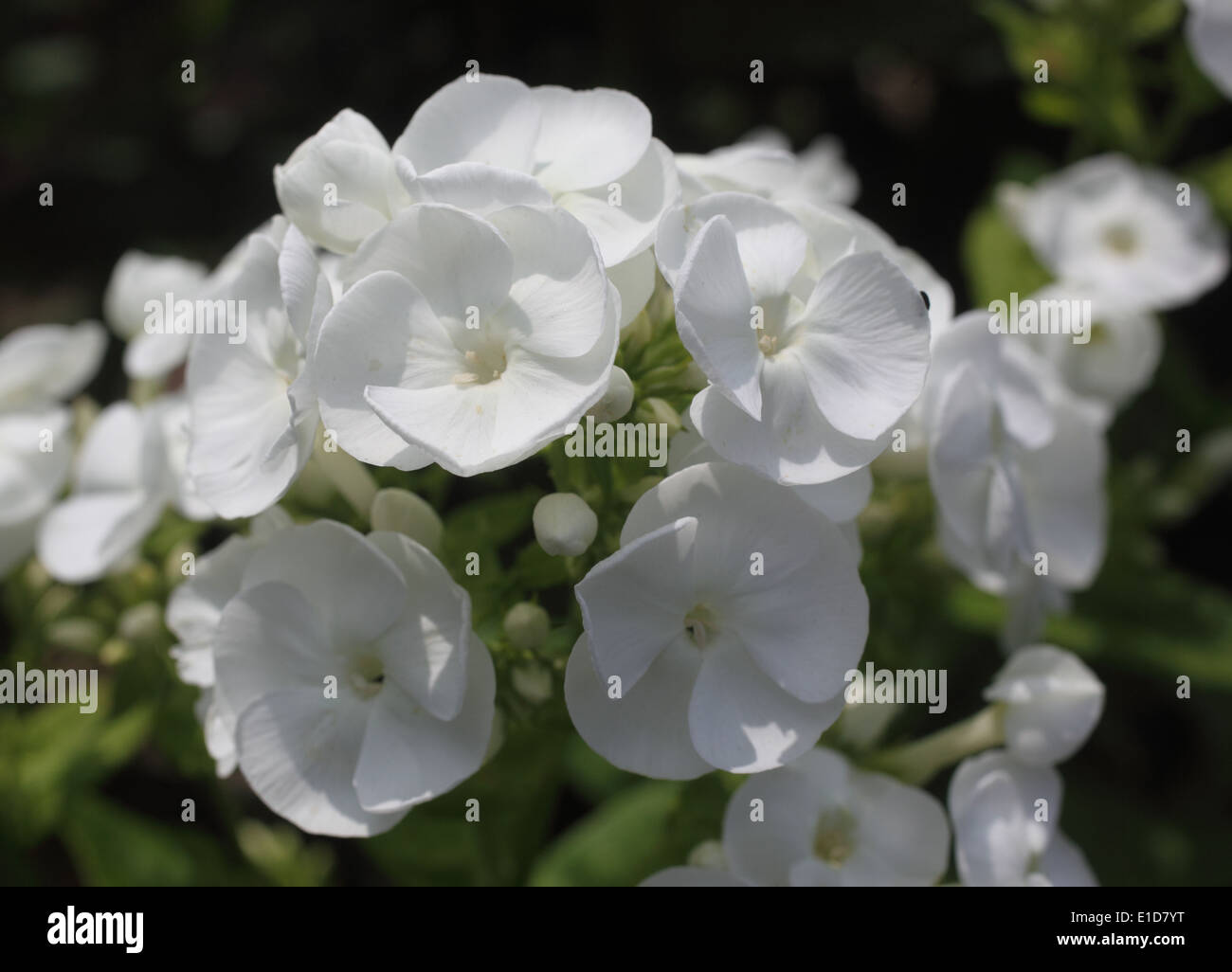 Phlox paniculata 'Danielle' close up of flower Stock Photo