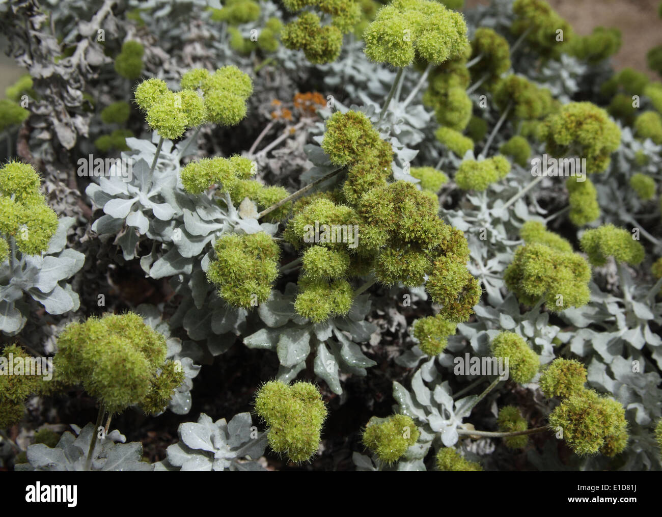 Eriogonum crocatum plant in flower Stock Photo