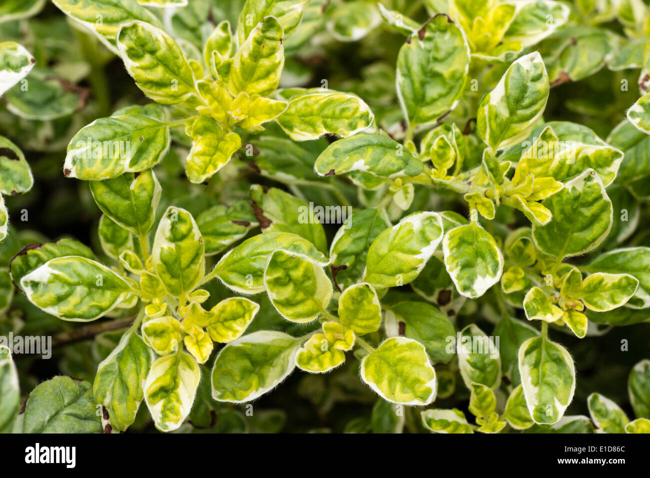Foliage of the variegated Oregano, Origanum vulgare 'Country Cream' Stock Photo