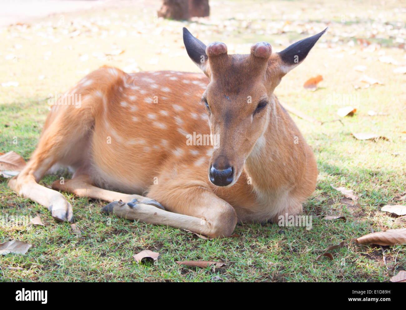 Deer in Garden Pet Stock Photo Alamy