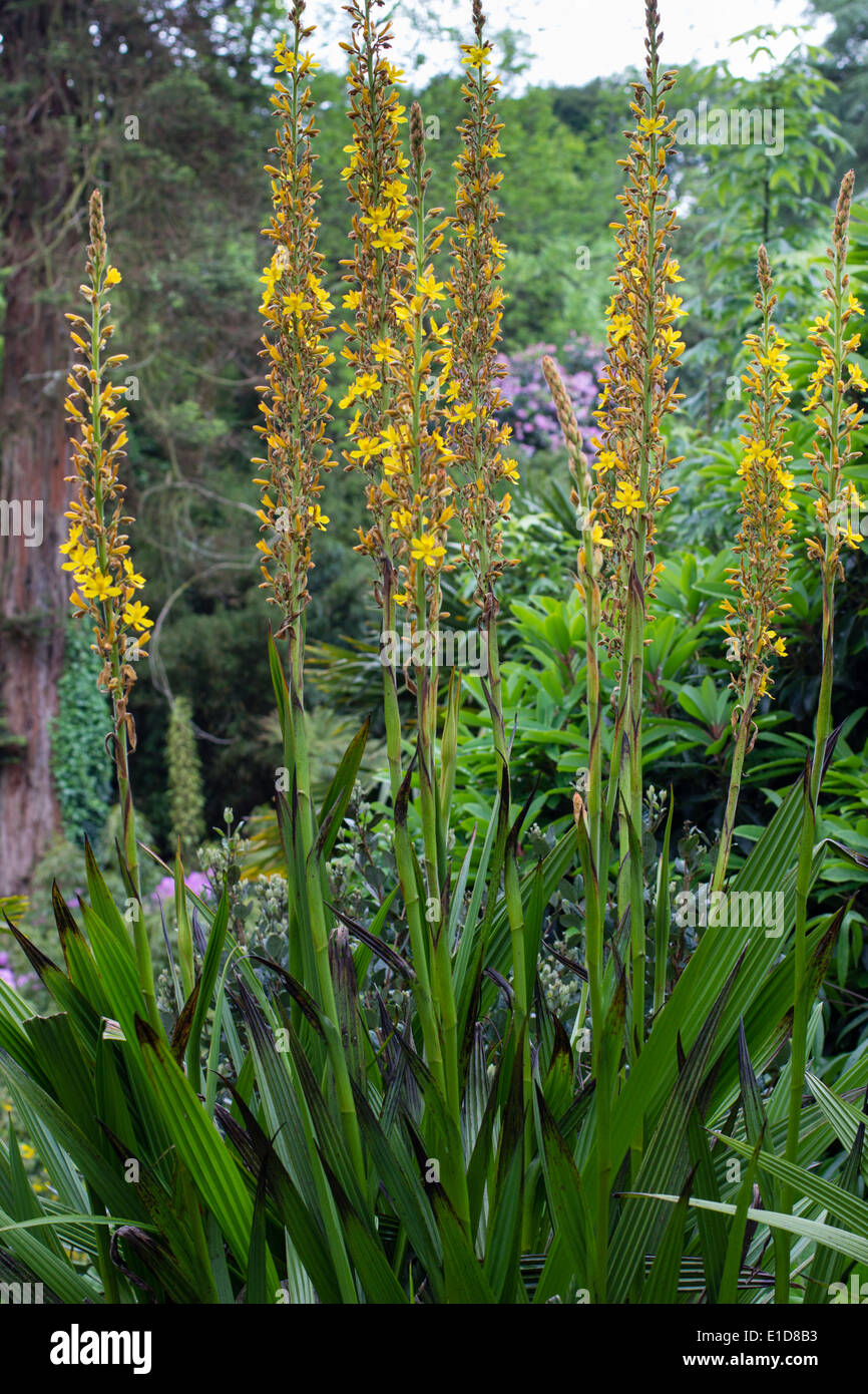 Tall flower spikes of the South African marsh plant, Wachendorfia thyrsiflora Stock Photo