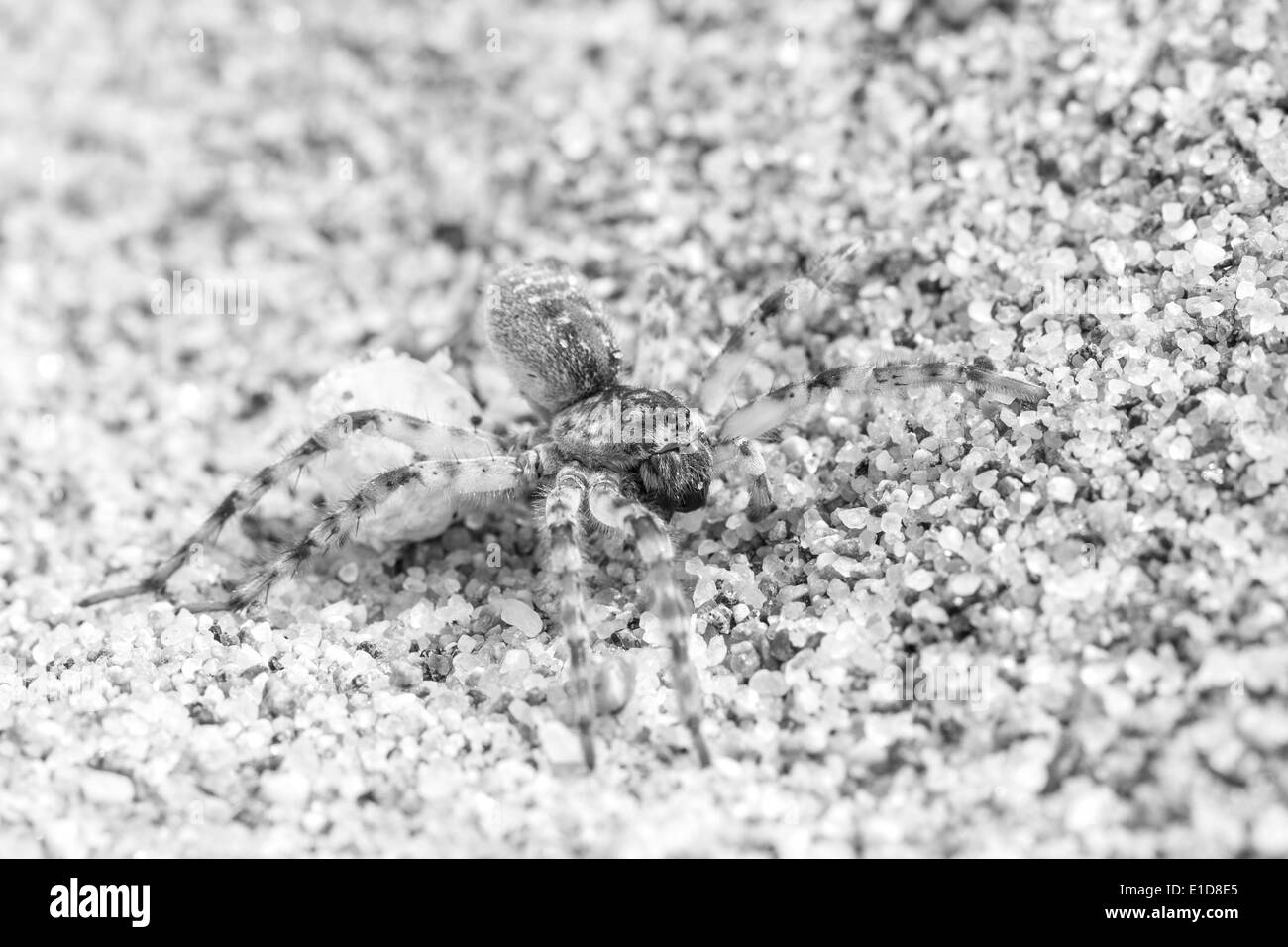 Big brown sand color spider at beach protects its egg Stock Photo
