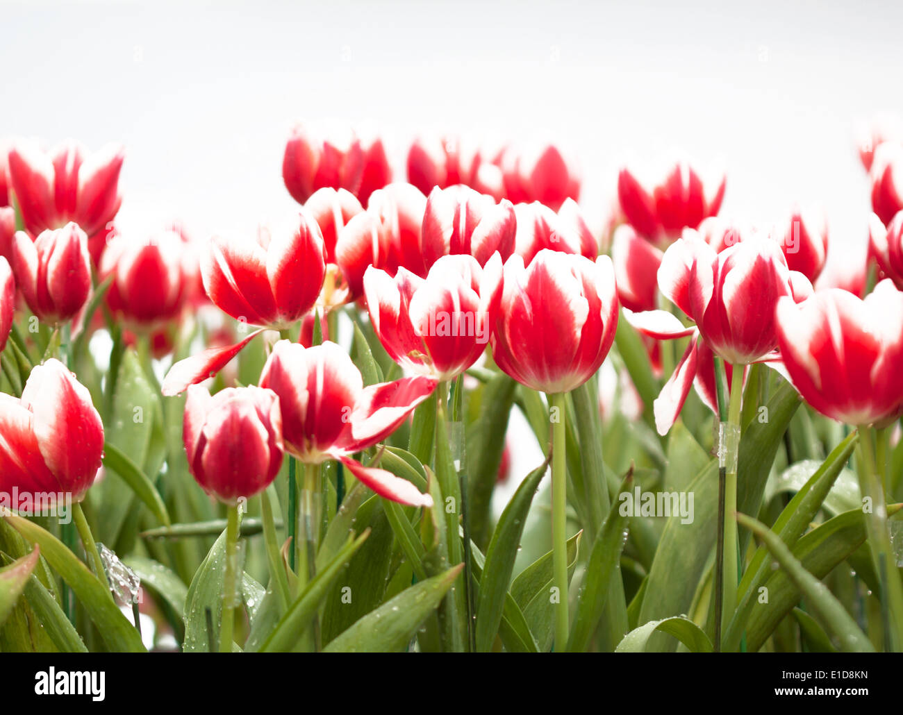 Tulip flower beautiful pink background with a bokeh Stock Photo - Alamy