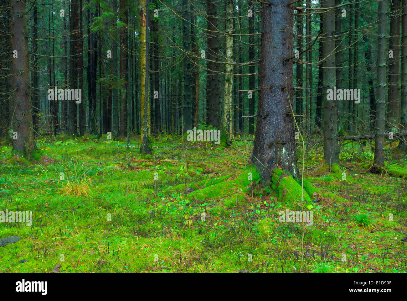 Thick forest hi-res stock photography and images - Alamy