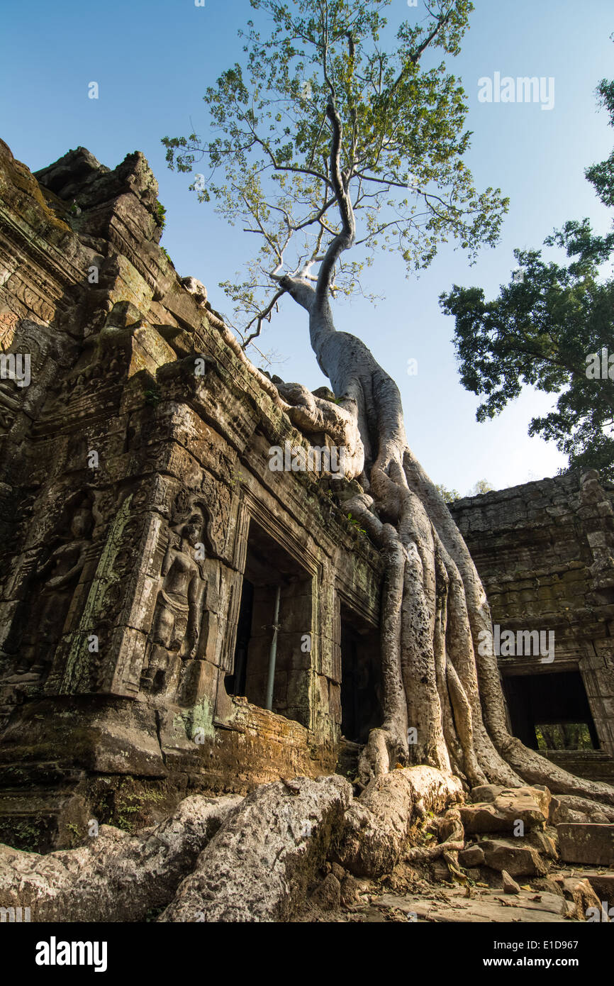 Tree grown over Ta Prohm temple, Cambodia Stock Photo