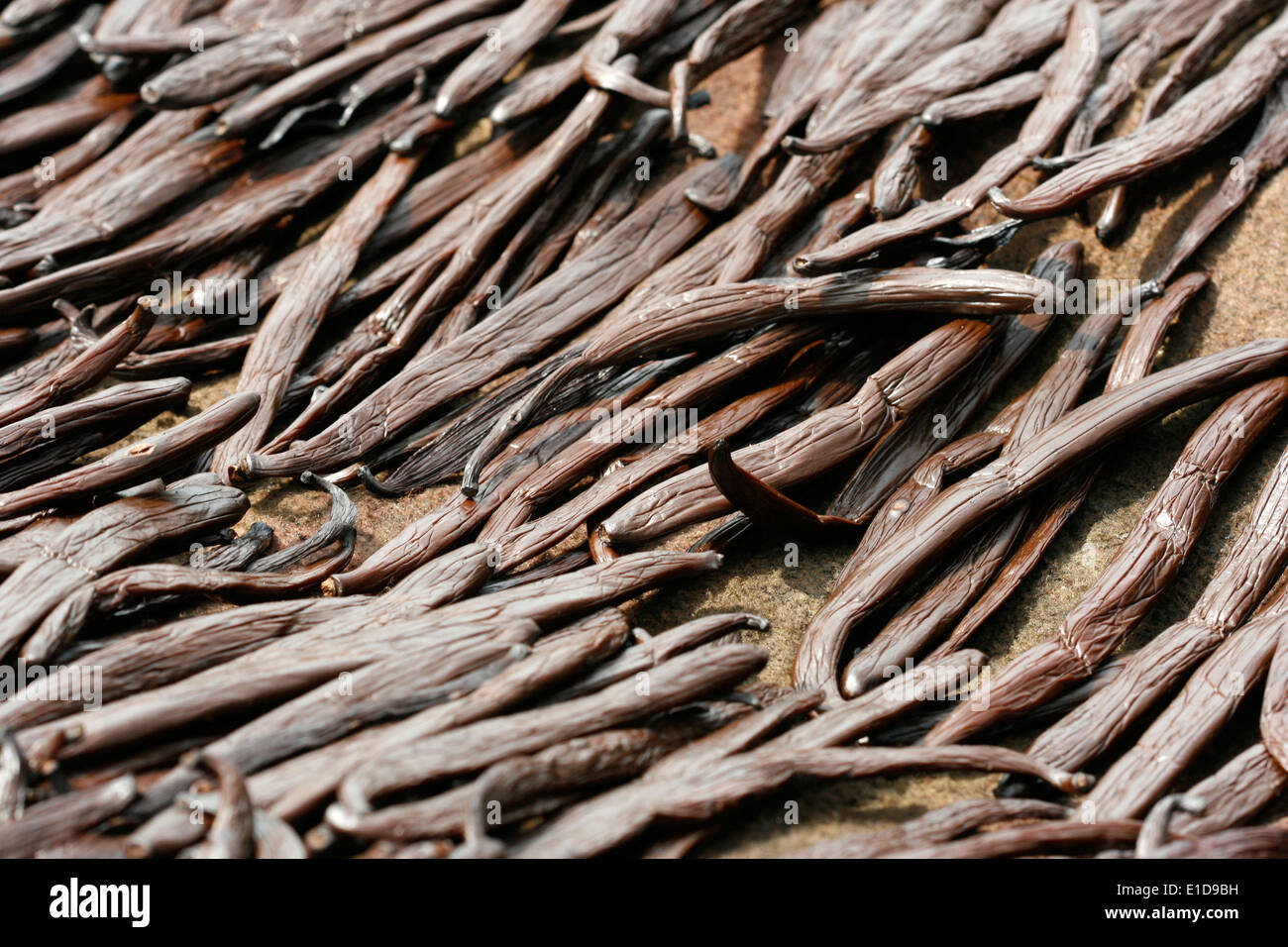 Vanilla beans laid out to dry on a processing table as part of the curing process. Uganda Stock Photo
