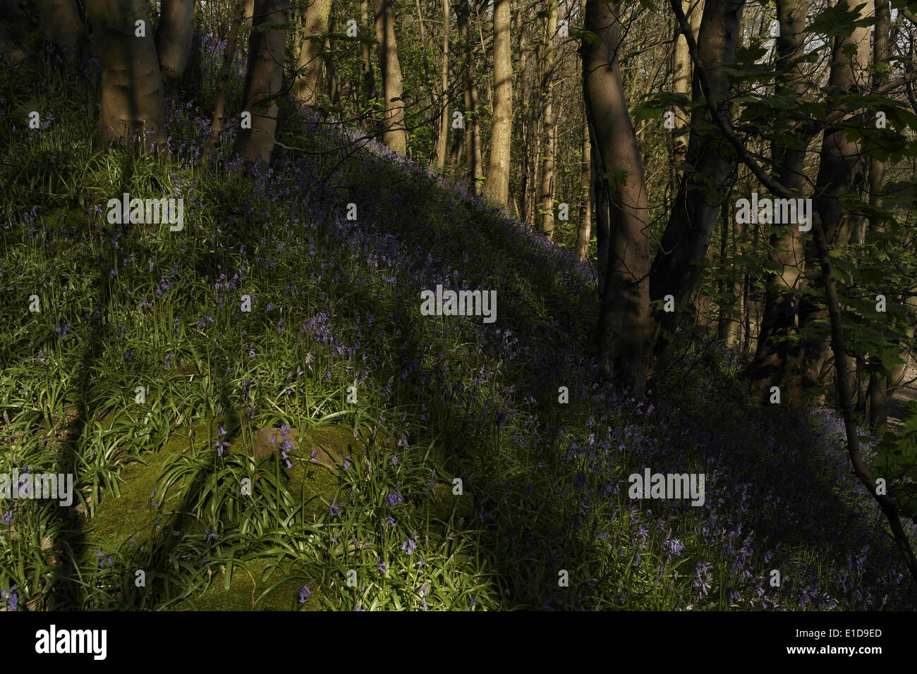 Sunny view of steep hillside with bluebells, woodland trees and shadows