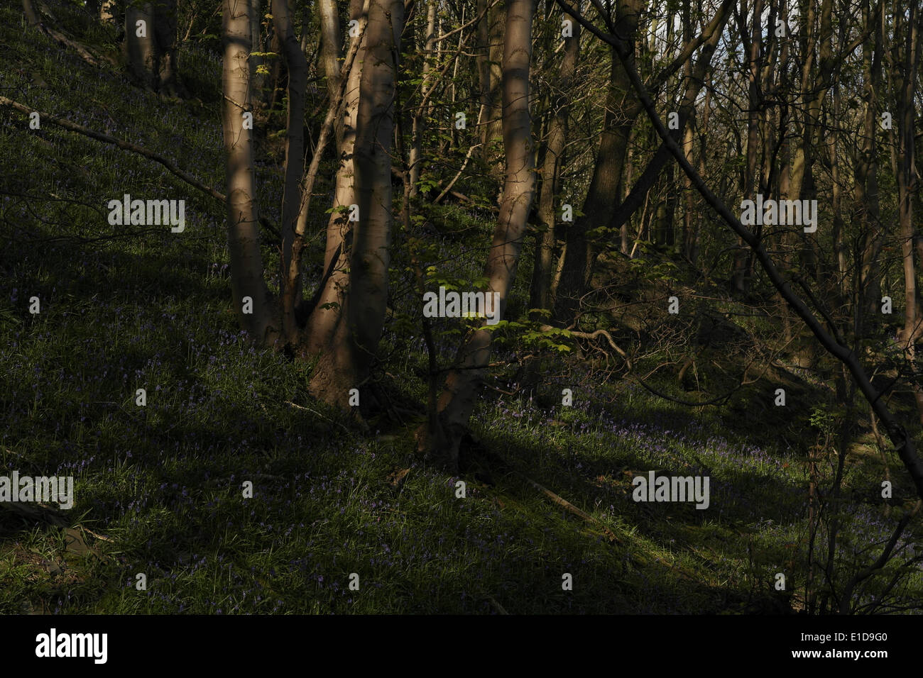 Sunny trees on hillside slope with sun shade bluebells, Freeman's Wood