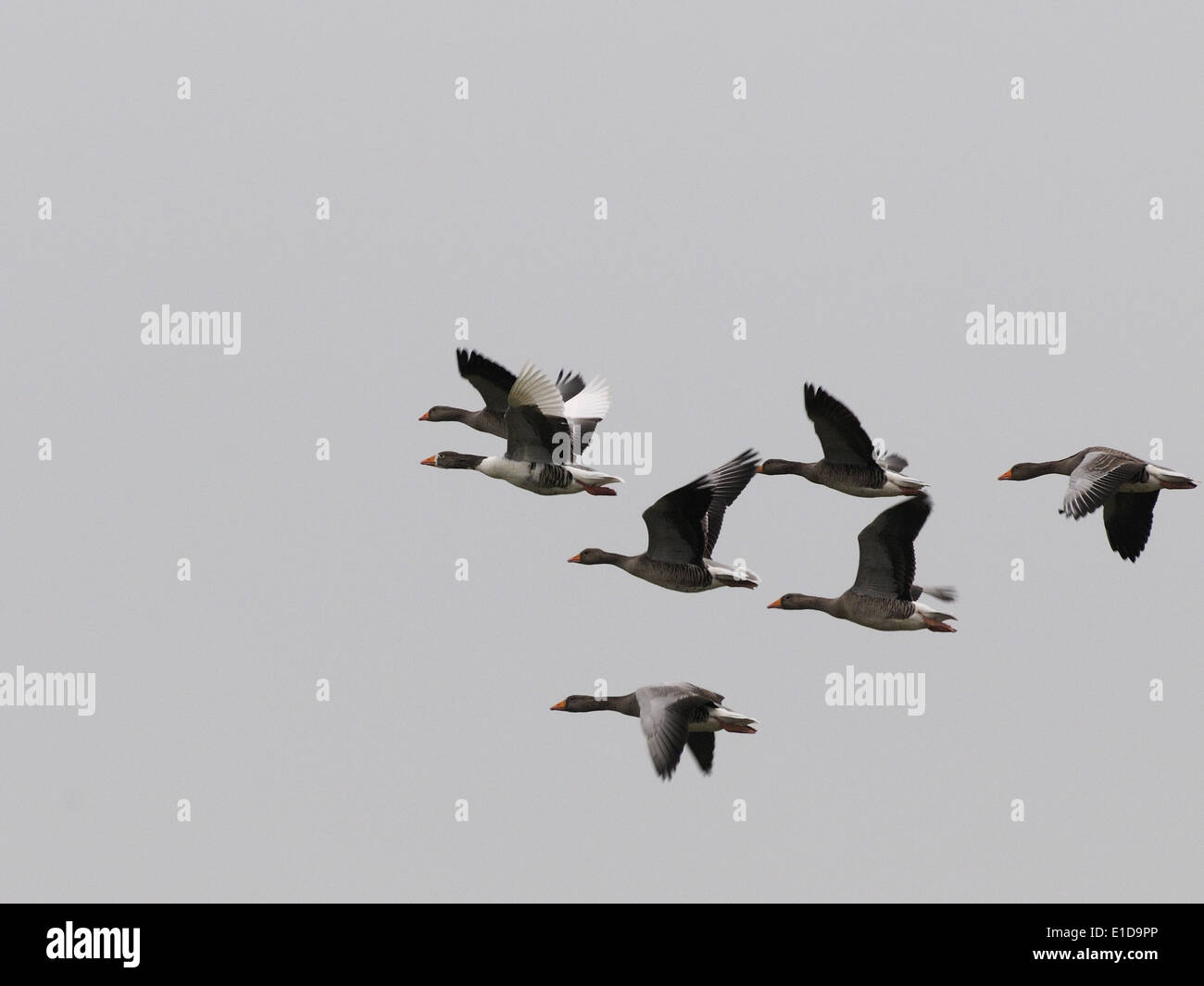 Brent geese or brants (Branta bernicla) in flight.  Hunstanton, Norfolk. UK. Stock Photo