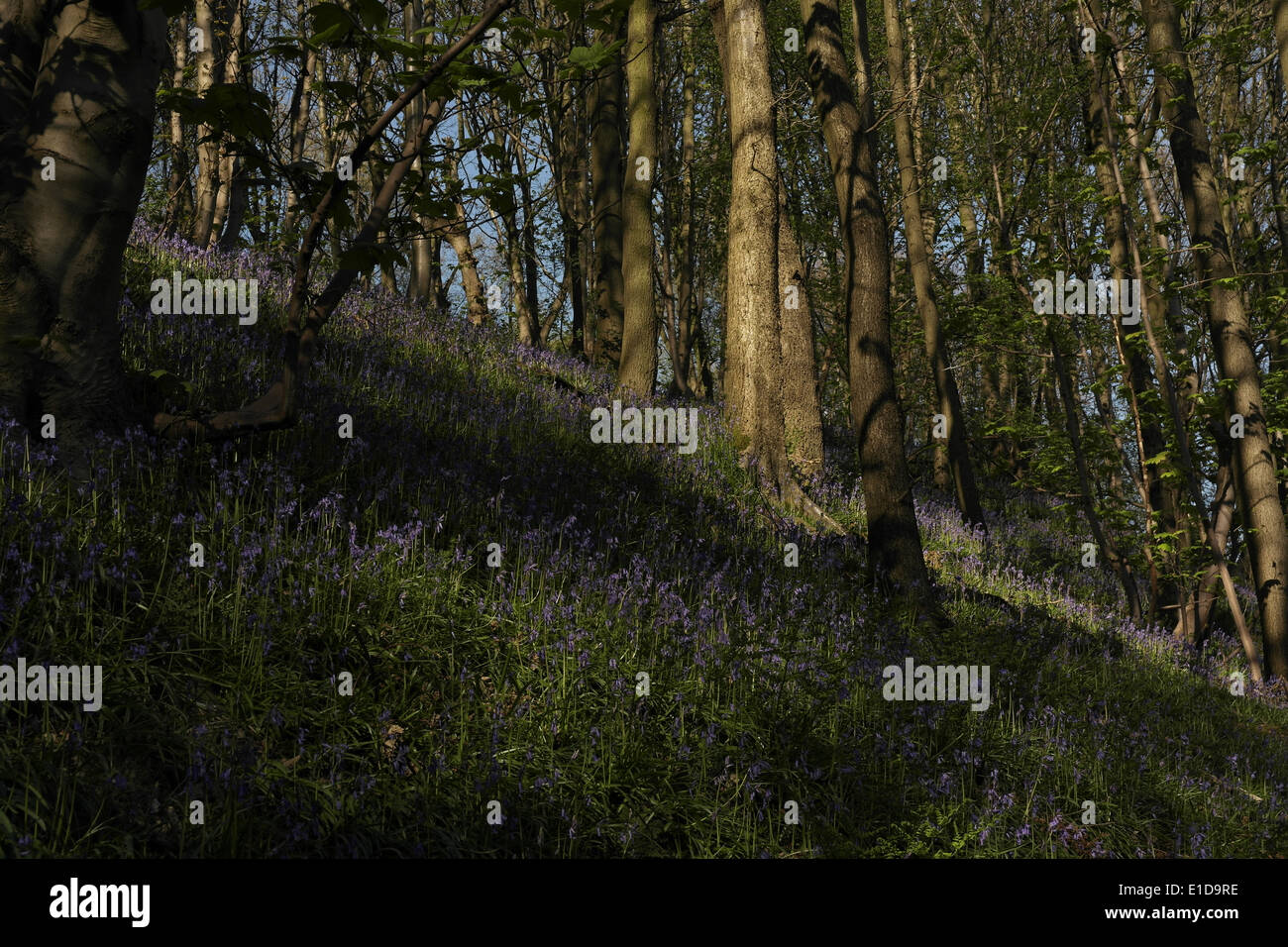 Sunny view many tall trees above bluebells on steep hillside slope, Freeman's Wood, Brookfoot, Brighouse, UK Stock Photo