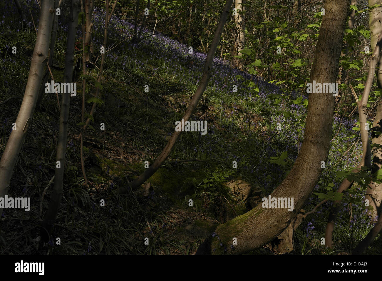 Geotropism tree hi-res stock photography and images - Alamy